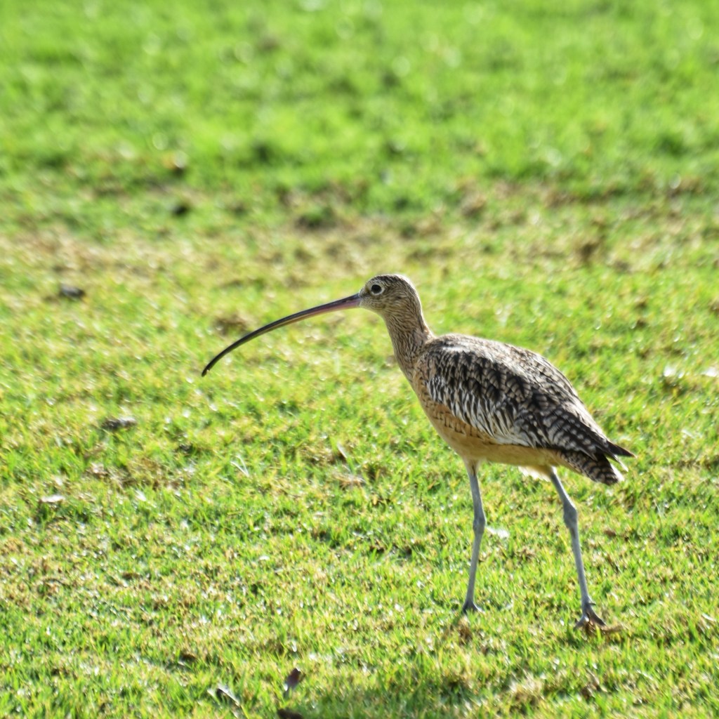 How a Rainy Day and a Mystery Bird Shaped My&nbsp;World