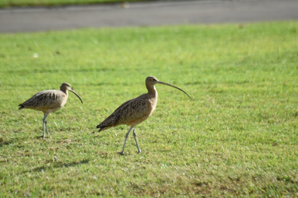 The Bird Nerd Project