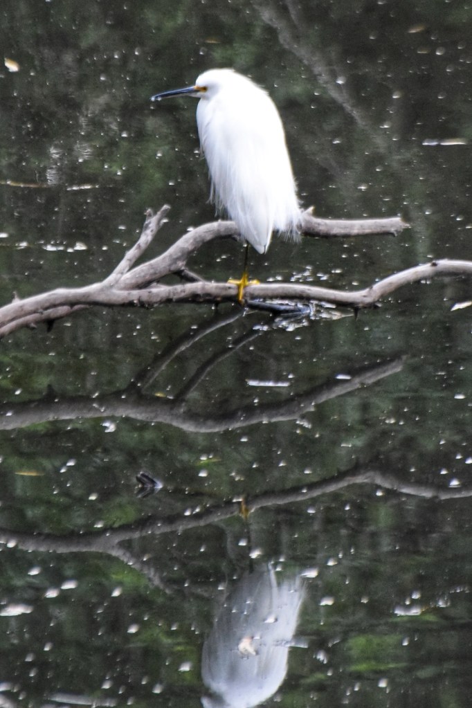 Snowy Egret