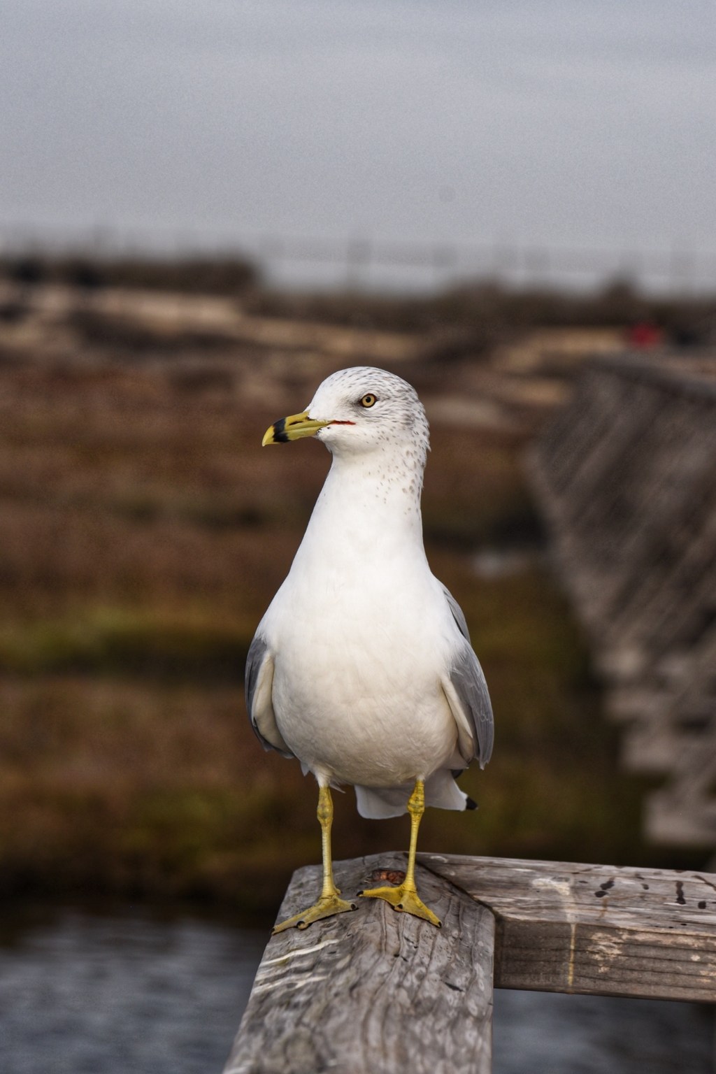 Bird Nerds December&nbsp;Update