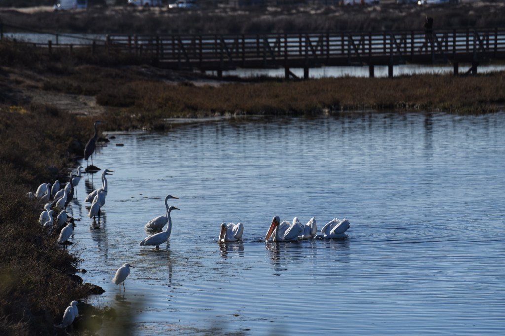 Bird Nerds January&nbsp;Update