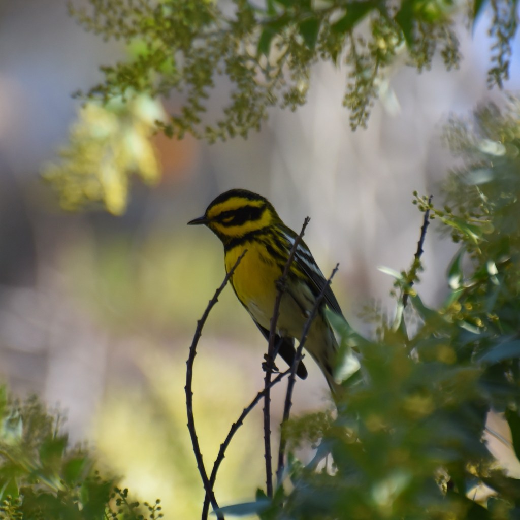69 Townsend’s Warbler