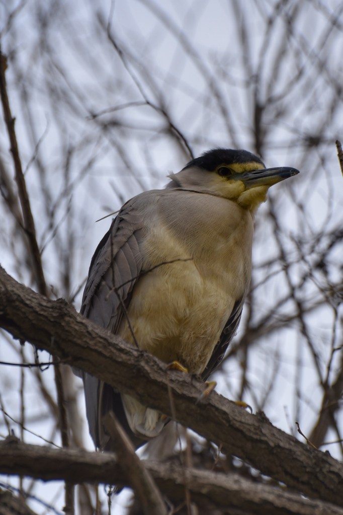 Black-crowned Night Heron