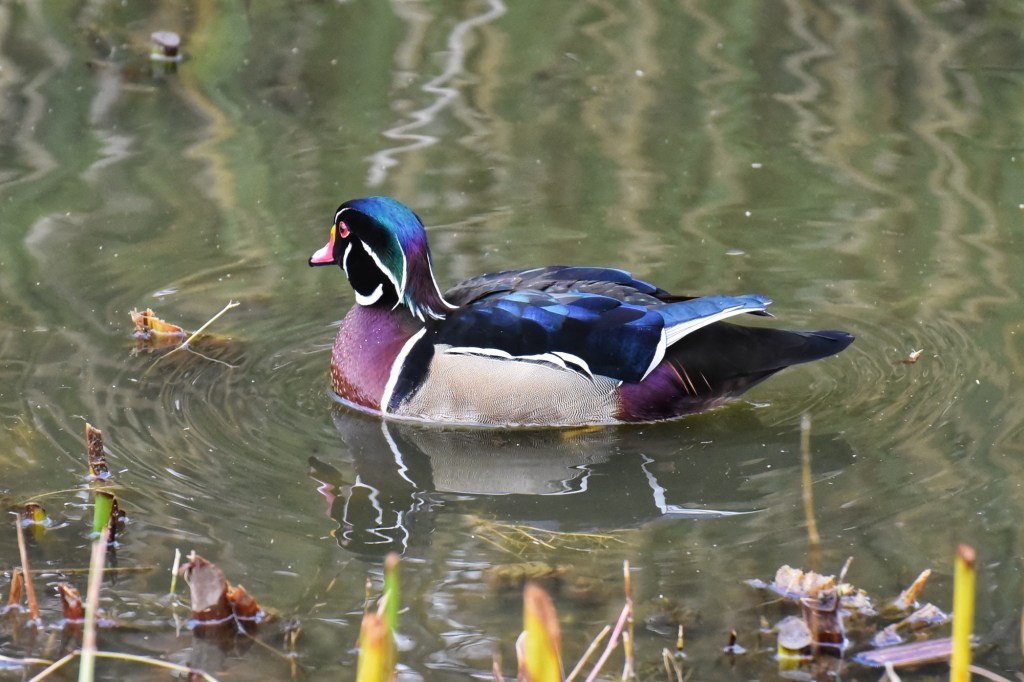 71 Wood Duck
