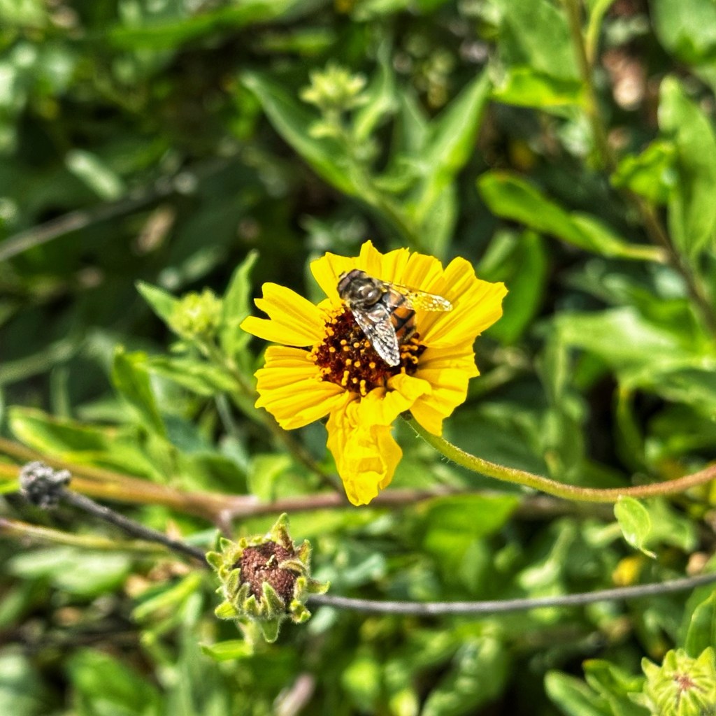 Yellow-spotted Bromeliad Fly