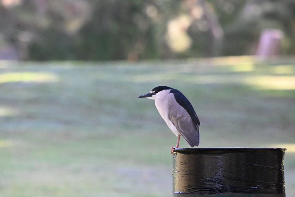 A Black-crowned Night Heron