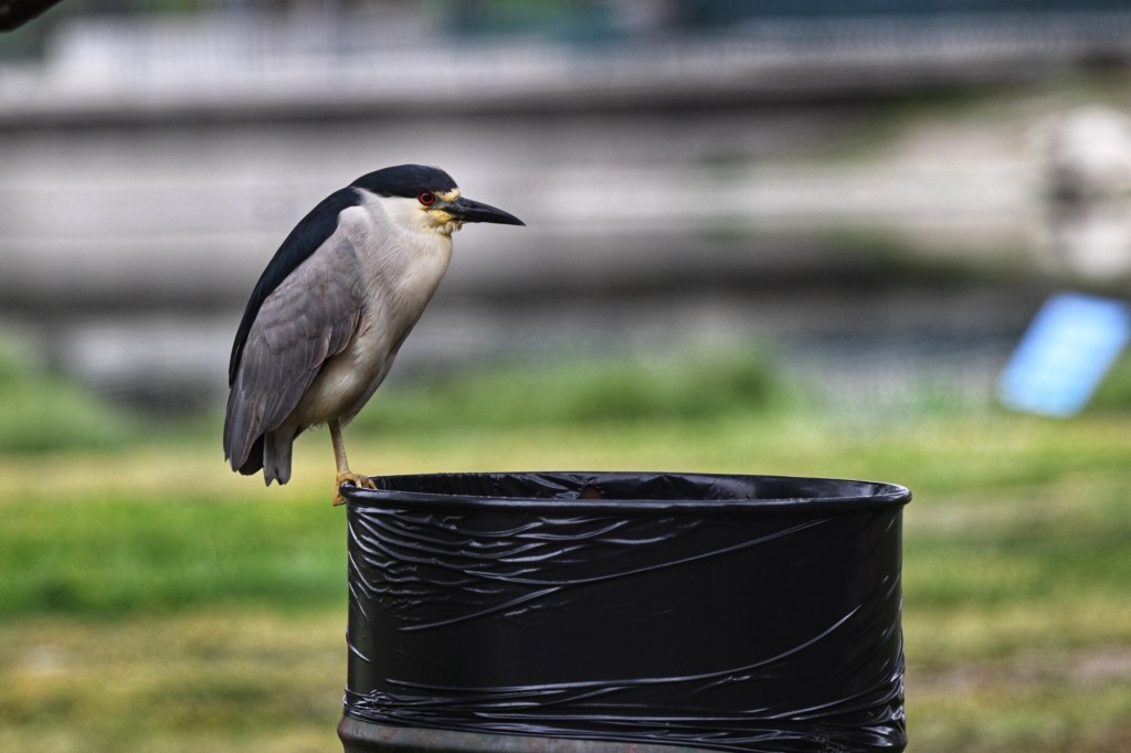 Birding with AI: How Tech Helps Me See the Birds I&nbsp;Can’t
