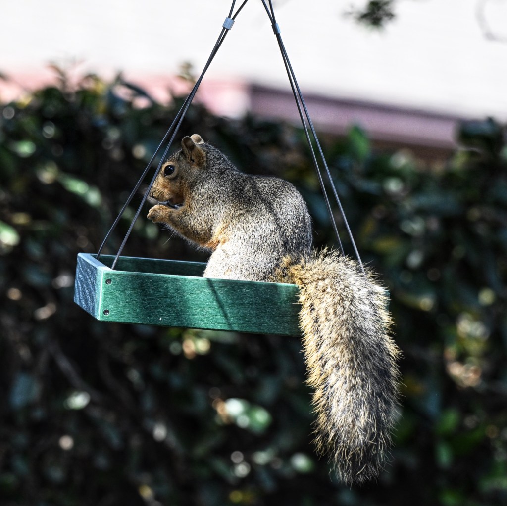 Squirrel in my feeder