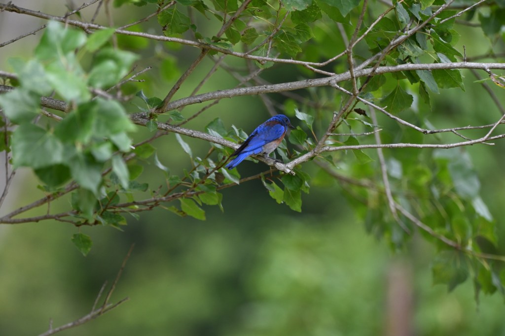 Rediscovering Western Bluebirds in Southern California&nbsp;Parks