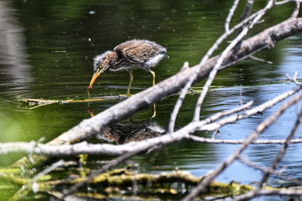 Juvenile green heron