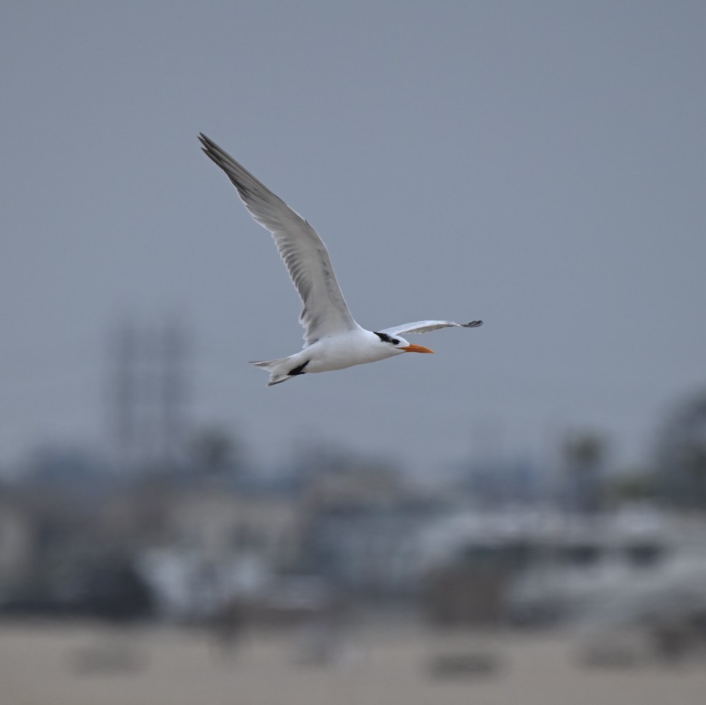 Birding Adventures at Huntington Beach: Least Terns and a New&nbsp;Gull