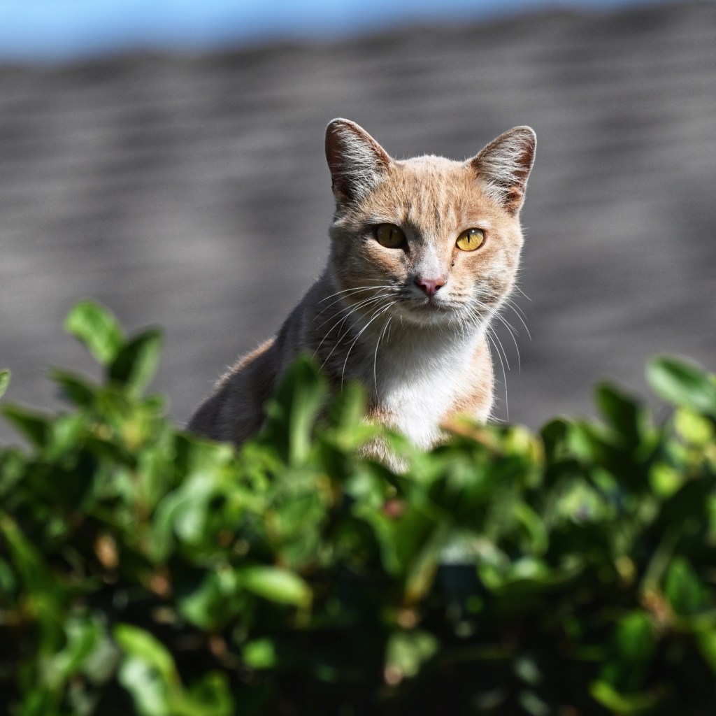 A Photo a Day – The Hedge&nbsp;Cat