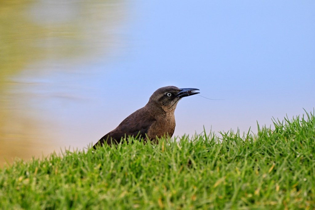 Birding at Ralph B. Clark Regional&nbsp;Park