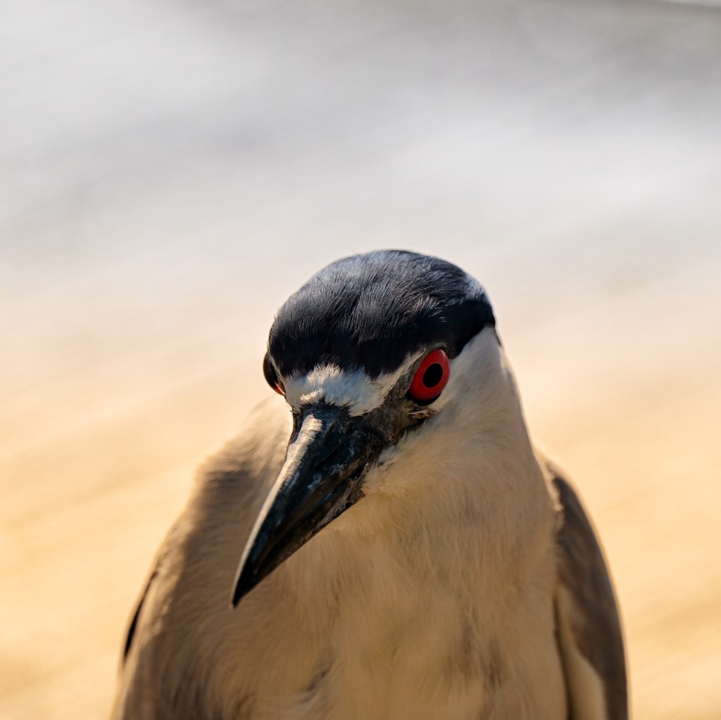Birding Newport Beach Pier and the&nbsp;Wedge