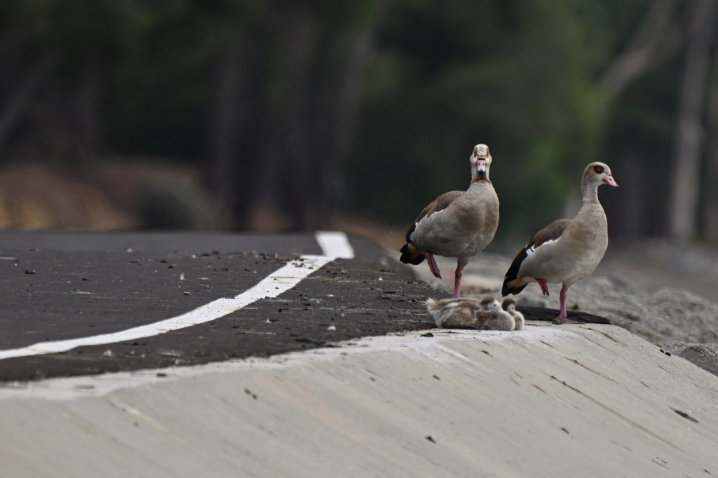 Birding Yorba Regional Park and the Santa Ana River&nbsp;Trail