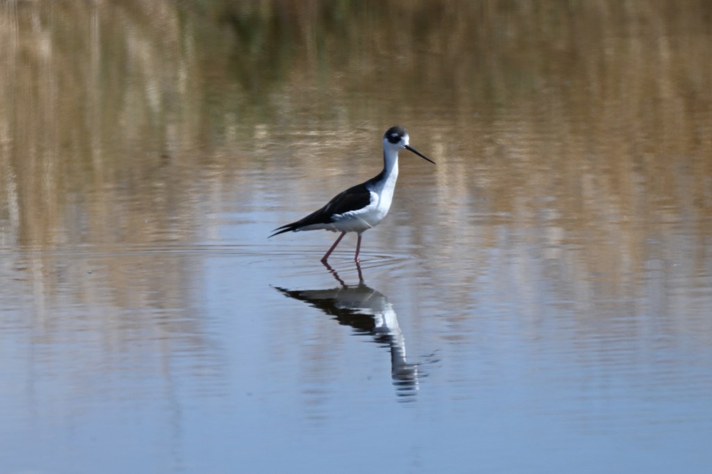 Birding the San Jacinto Wildlife&nbsp;Area