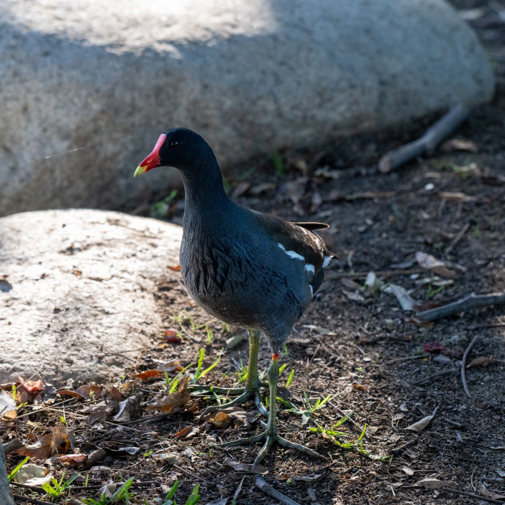 Searching for the Common&nbsp;Gallinule