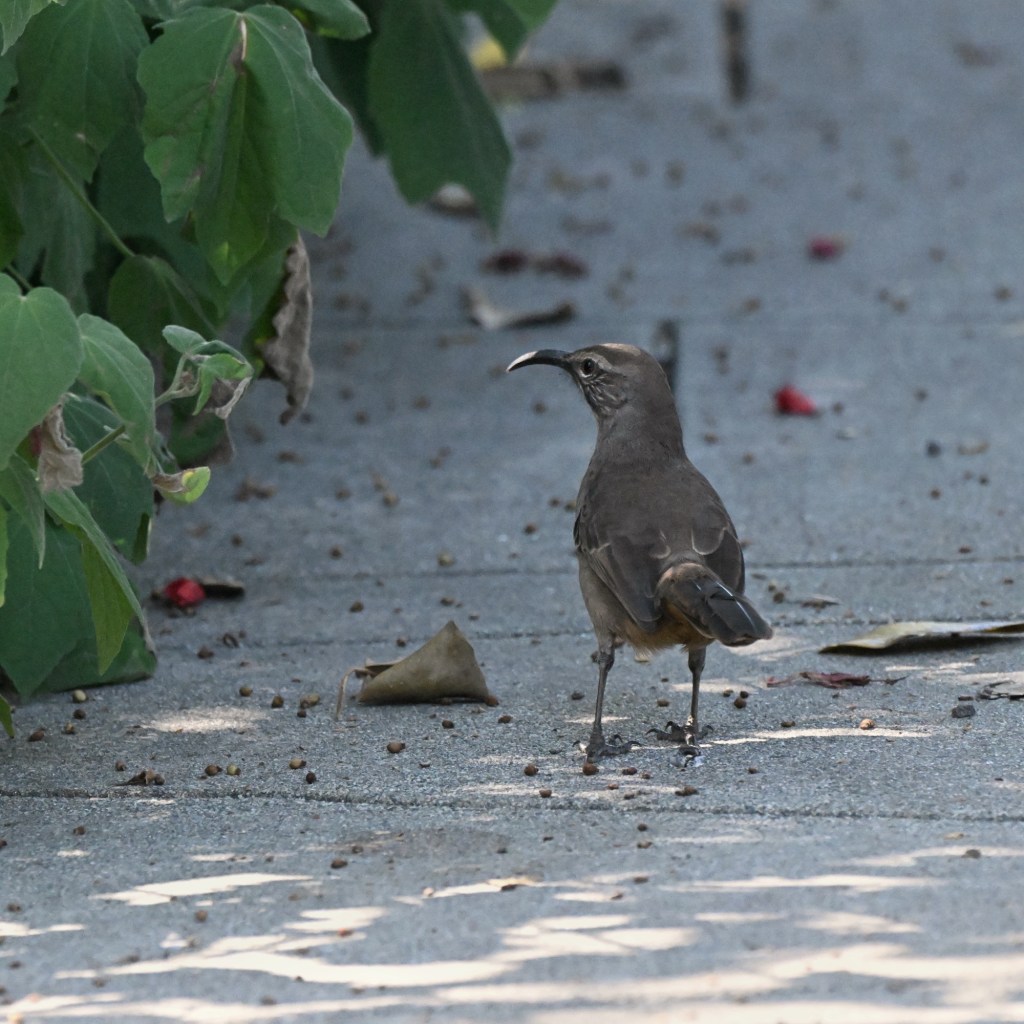 Birding the Huntington: Four New Species and a Better&nbsp;Me
