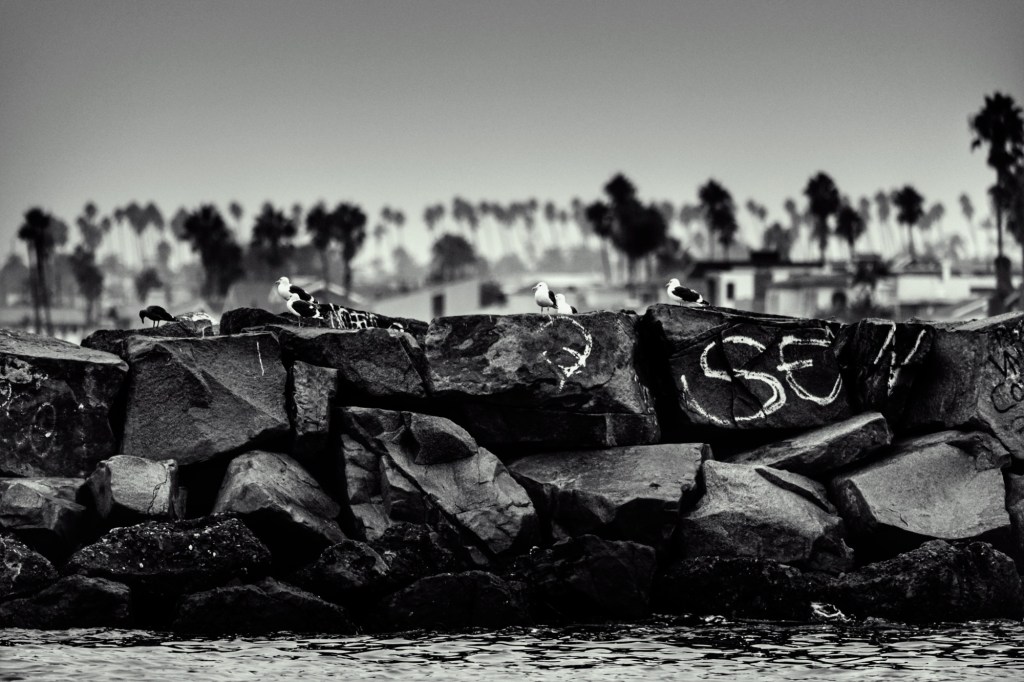 Black and White photo of birds on a jetty.