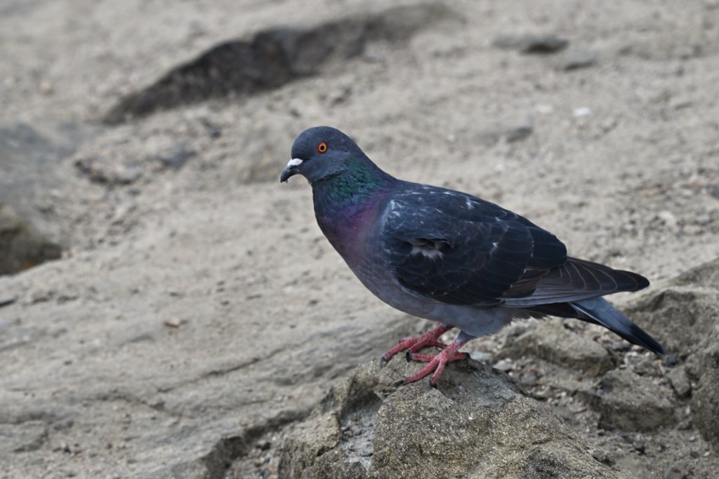 The First 150: Bird Photography and the Learning&nbsp;Curve