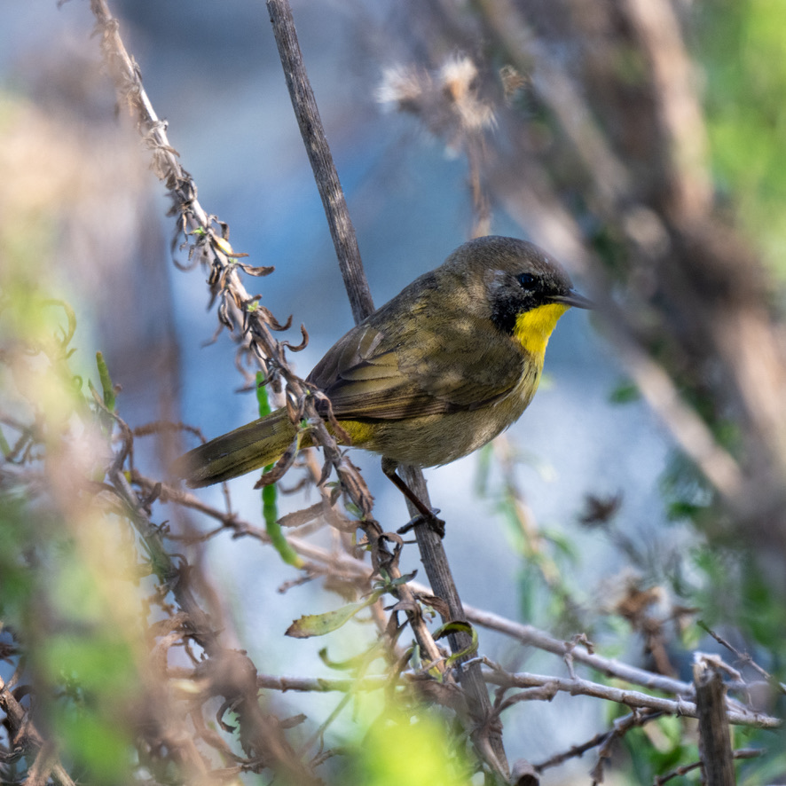 Be Still and&nbsp;Watch