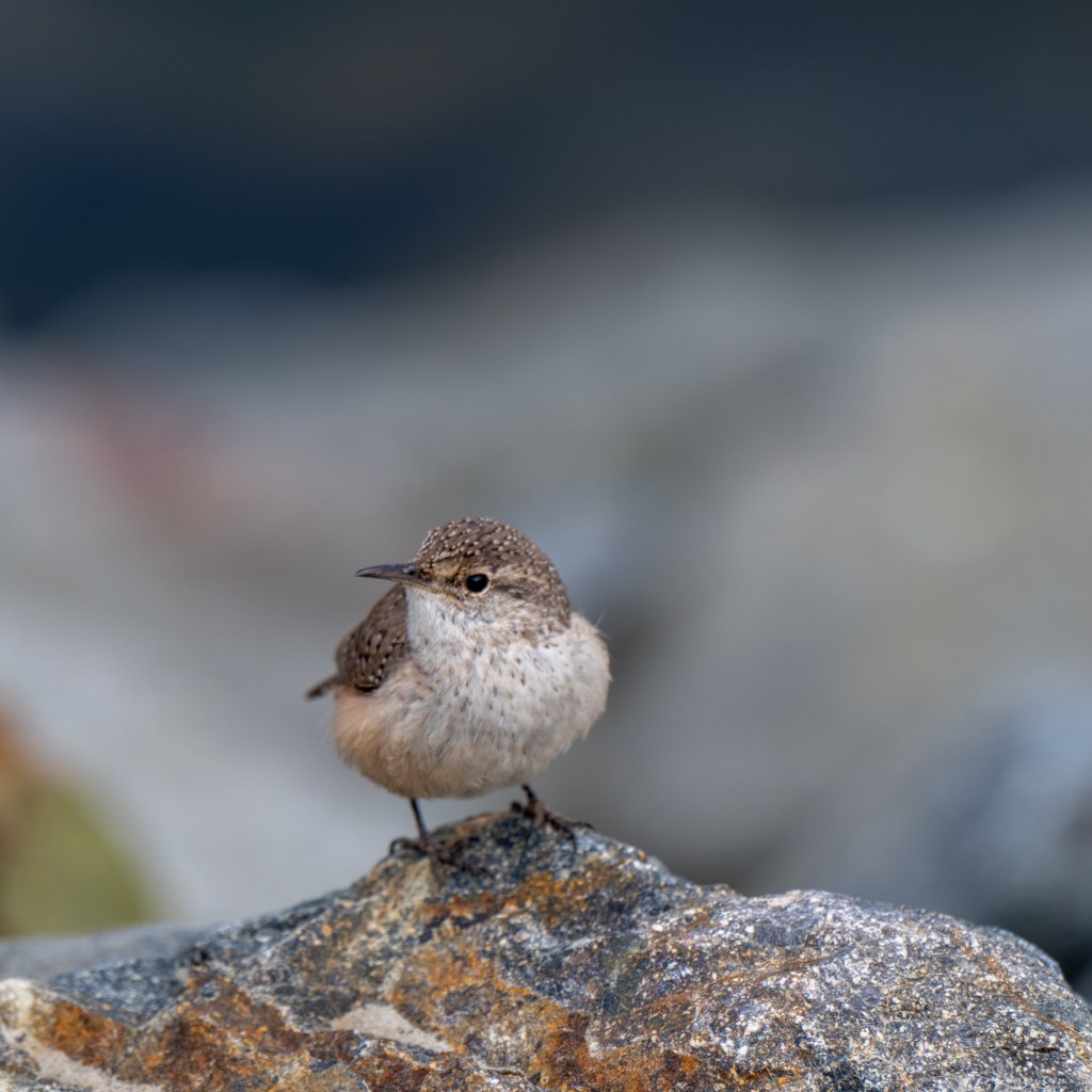 Birding Goals for&nbsp;2026