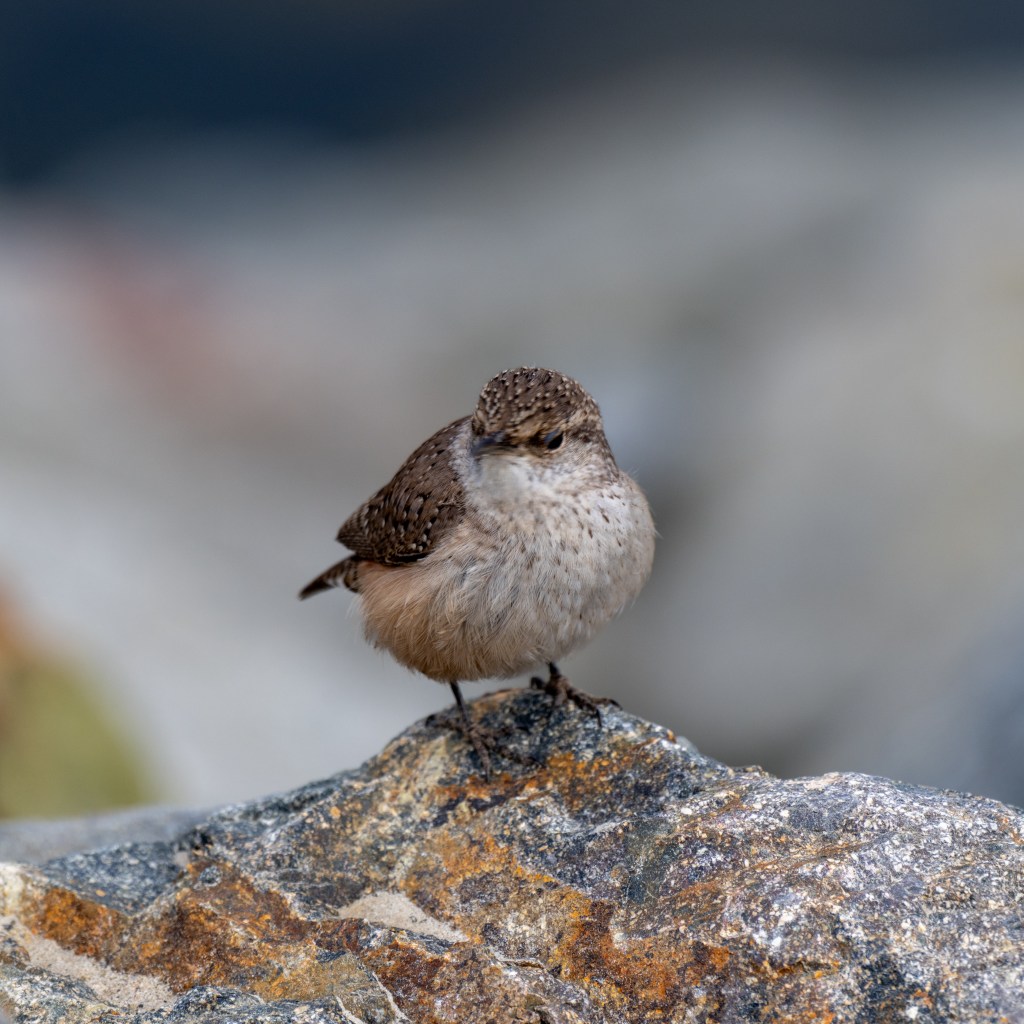 Rock Wren Surprise at Bolsa&nbsp;Chica
