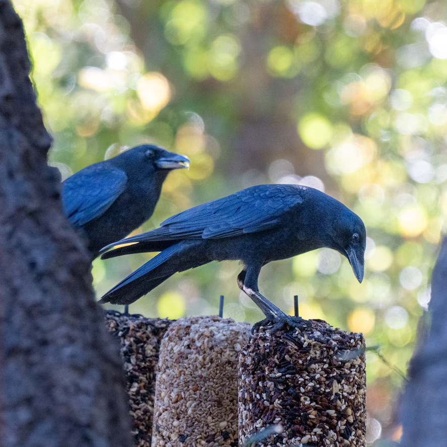 Birding at Oak Canyon Nature&nbsp;Center