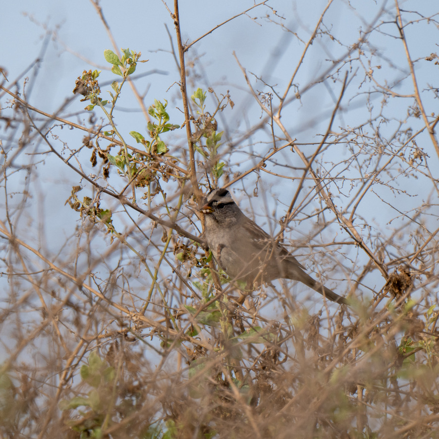 White-Crowned Sparrow