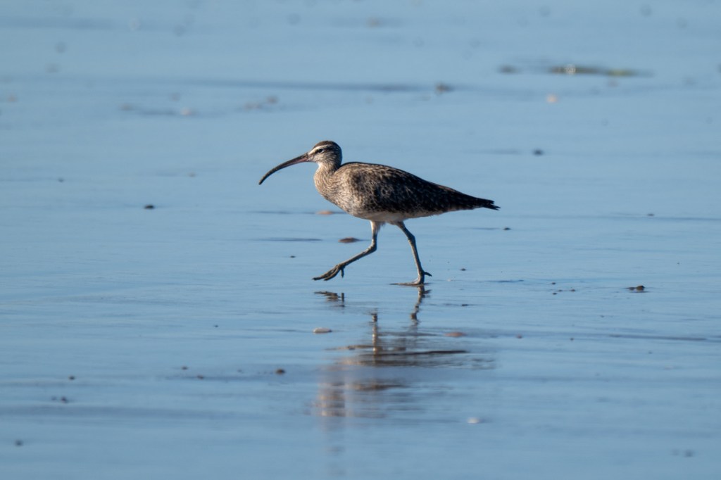 Visiting The Morro Bay Bird Festival