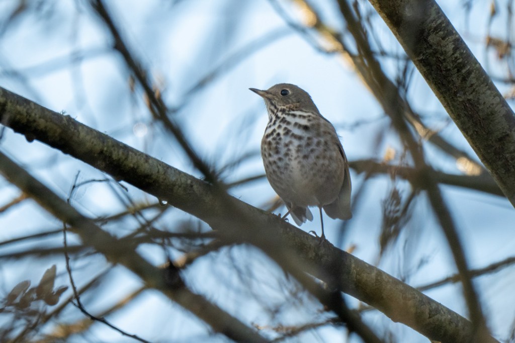A Birding Big Day Experience