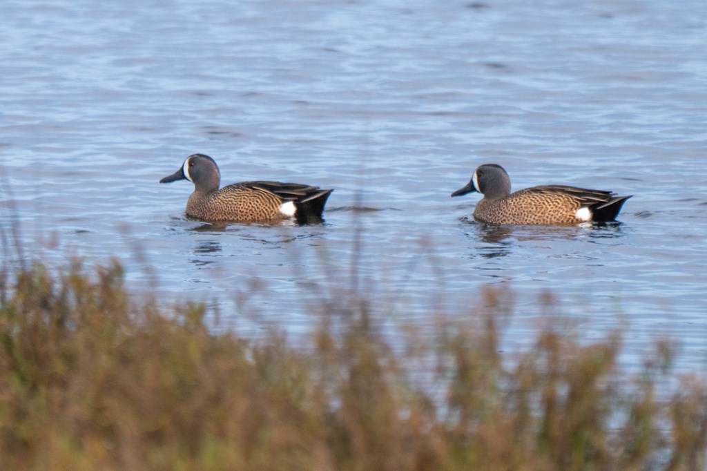 Blue-winged Teal
