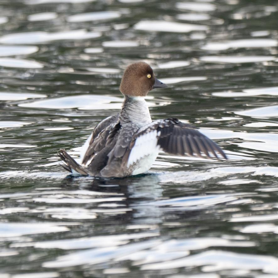 A Soaked Start to 2026&nbsp;Birding
