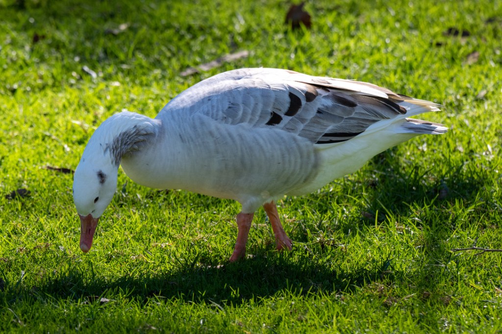 Snow Goose