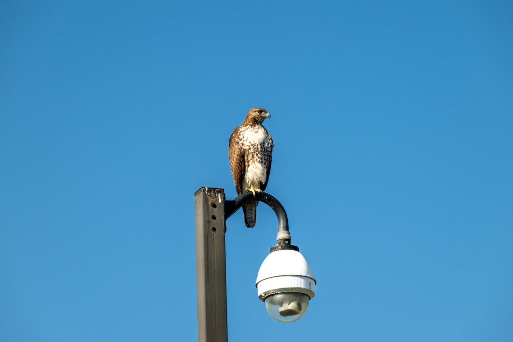 Accountability Update: Big Year and Bird Nerd&nbsp;2026