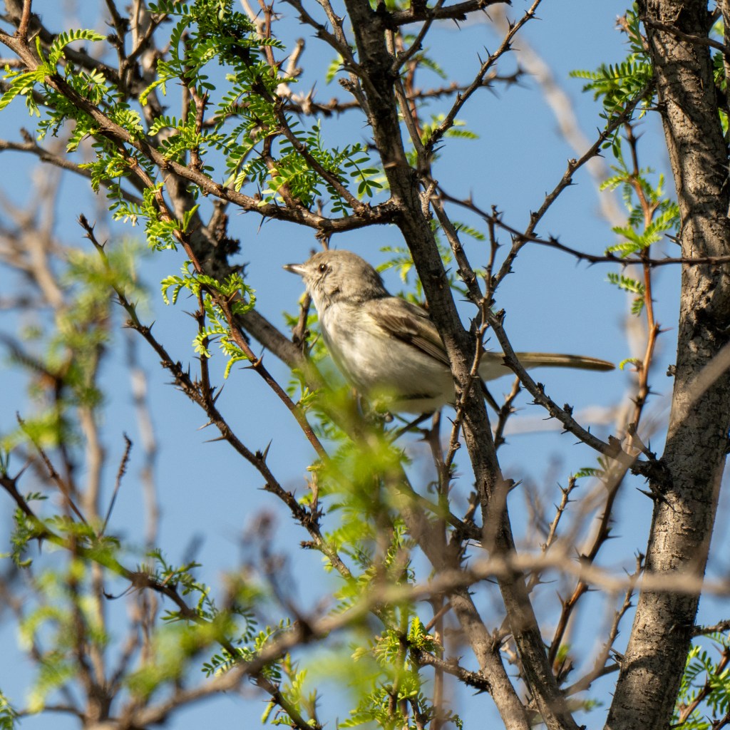A New Lifer – Bell’s&nbsp;Vireo