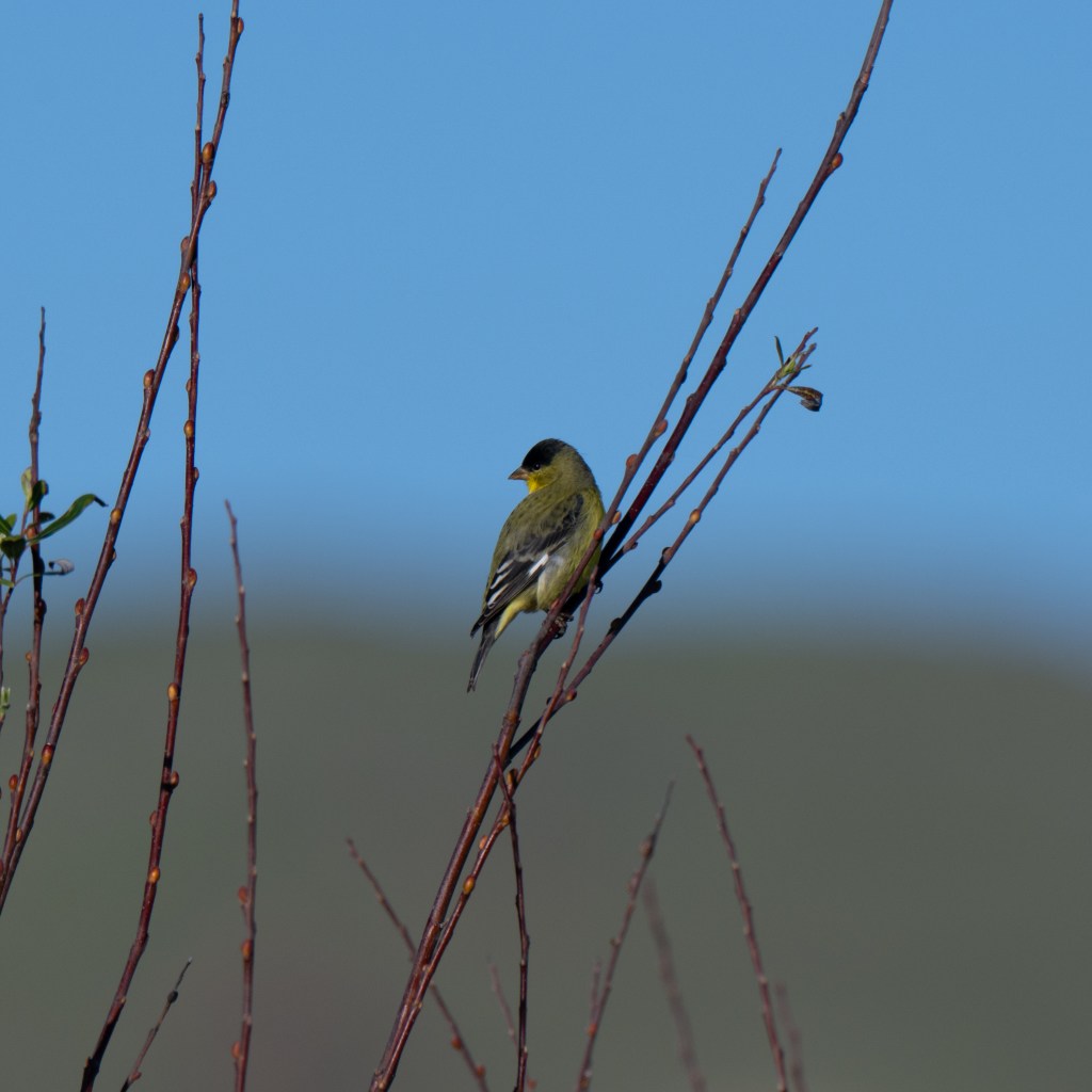 Litter, Crowds, and&nbsp;Goldfinches