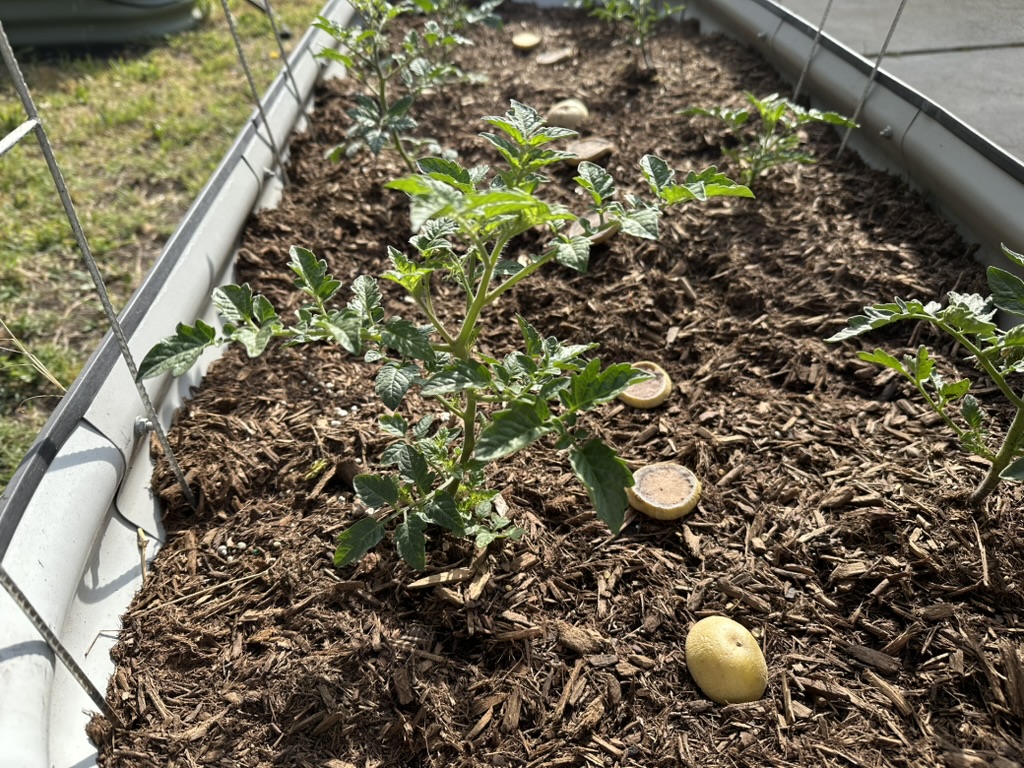 Garden bed with tomato plants