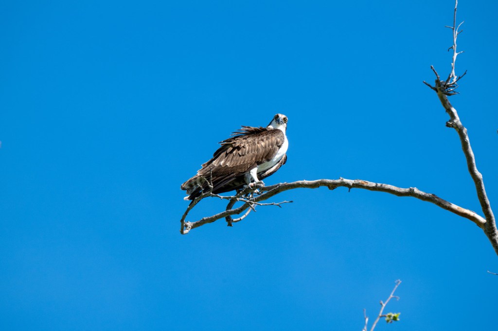 Wordless Wednesday #36