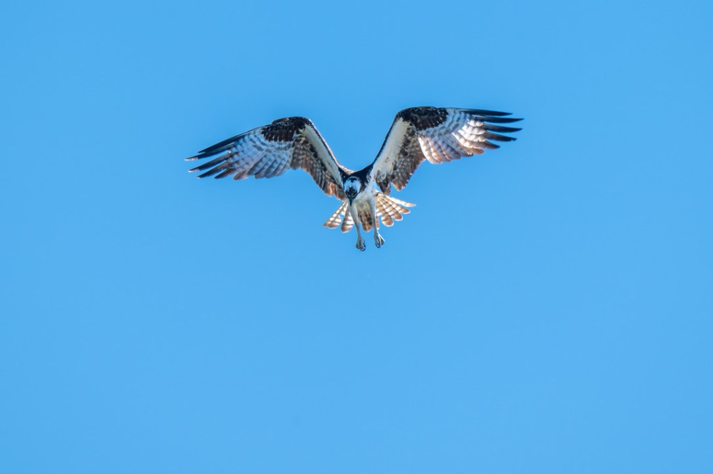 Wordless Wednesday #34