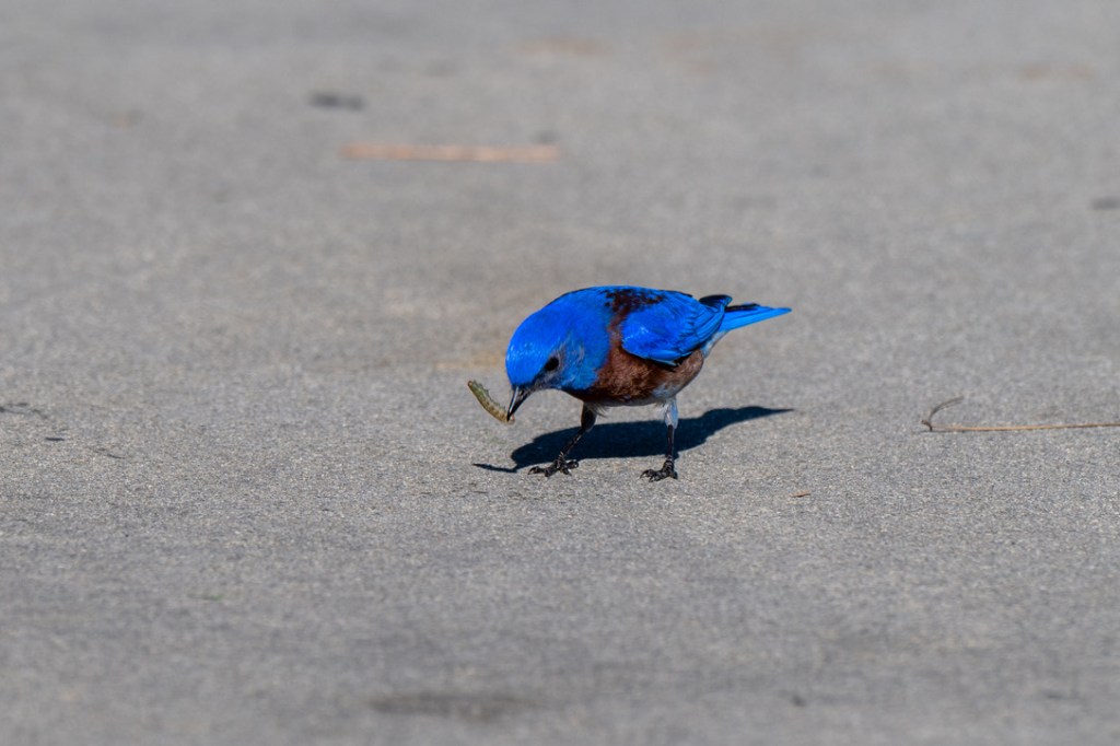 Wordless Wednesday #37