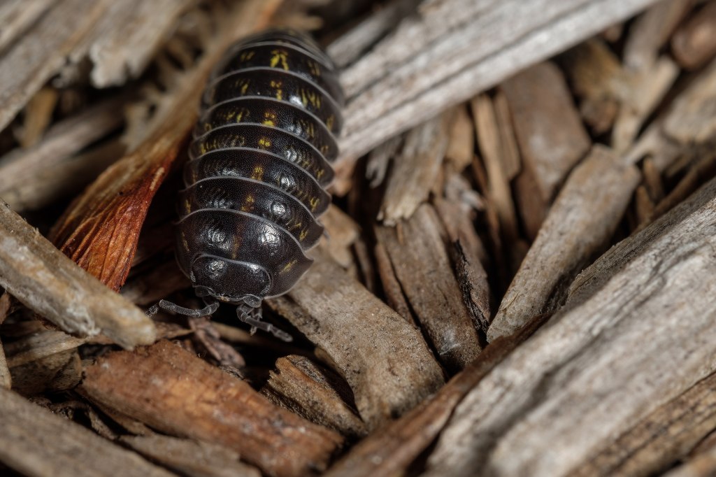 Pill Bugs and New Beginnings