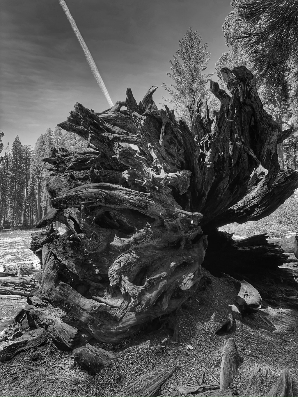 Wordless Wednesday #39