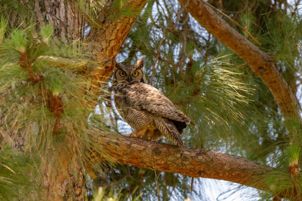 Wordless Wednesday #42