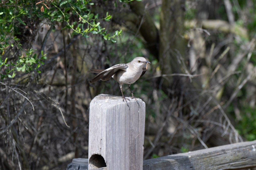Wordless Wednesday #43