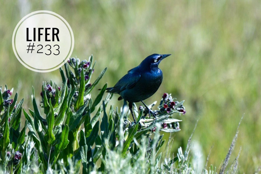 Wordless Wednesday #51