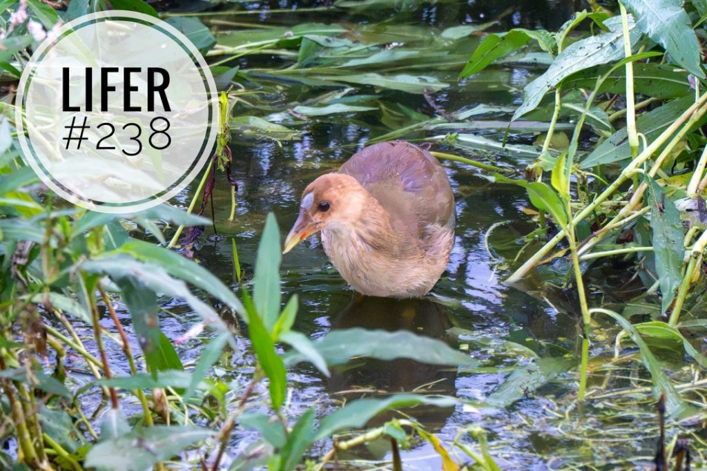 Wordless Wednesday #58