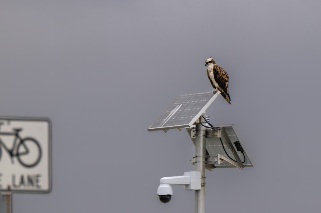 Photo Driving for Birds of&nbsp;Prey