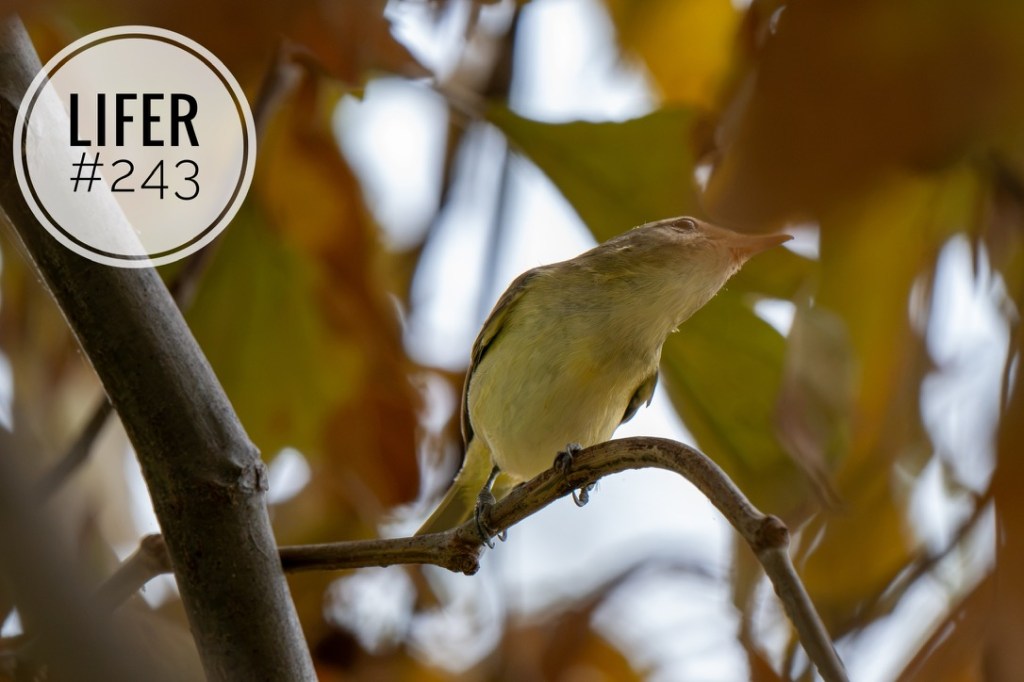 Lifer #243: Western Warbling&nbsp;Vireo