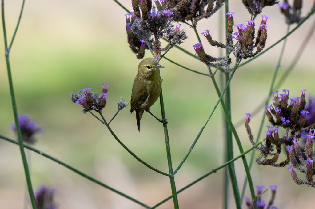 Wordless Wednesday #62